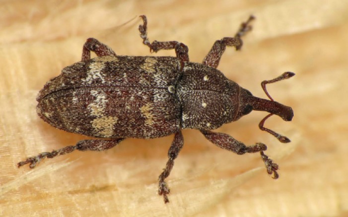 SAG raises alert after detecting quarantine pest in regional forestry area