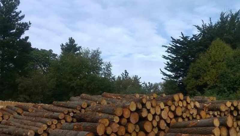 Forestal Trupán Closed Operations of Its Sawmill