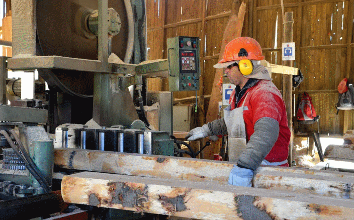 Sawmill Closures Hit the Region: Forestry SMEs Call for Modernizing Sector Policy
