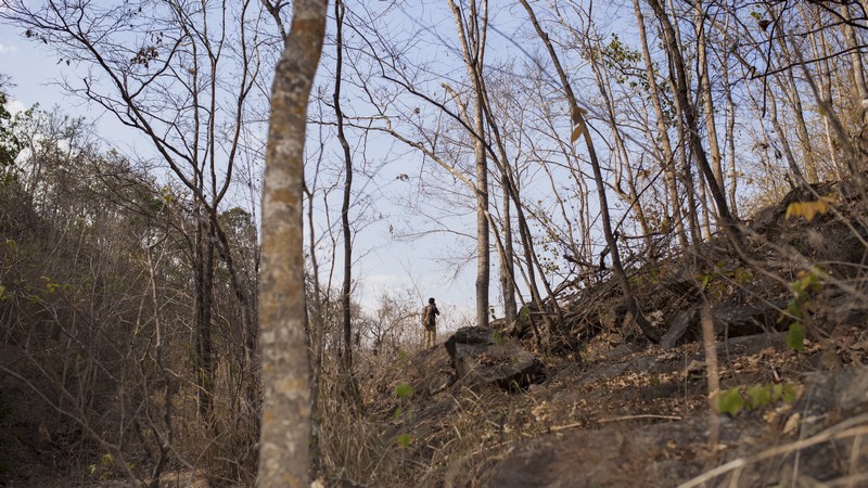 Global Alarm: South America Among World Leaders in Tropical Forest Loss