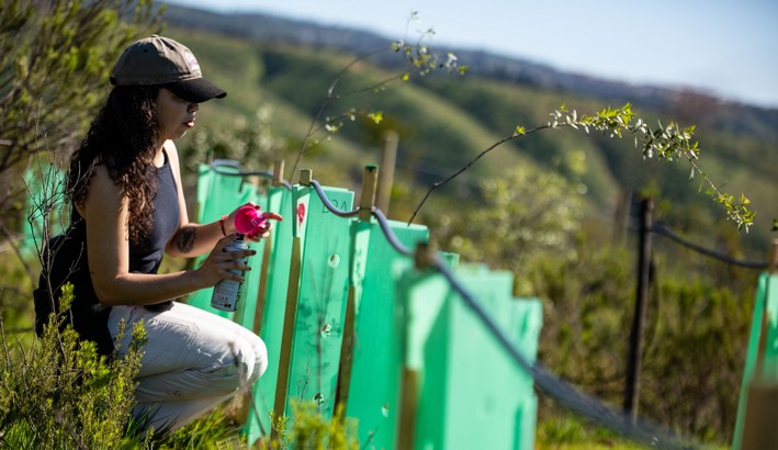 UV Students Use Cyanobacteria to Recover Native Forest