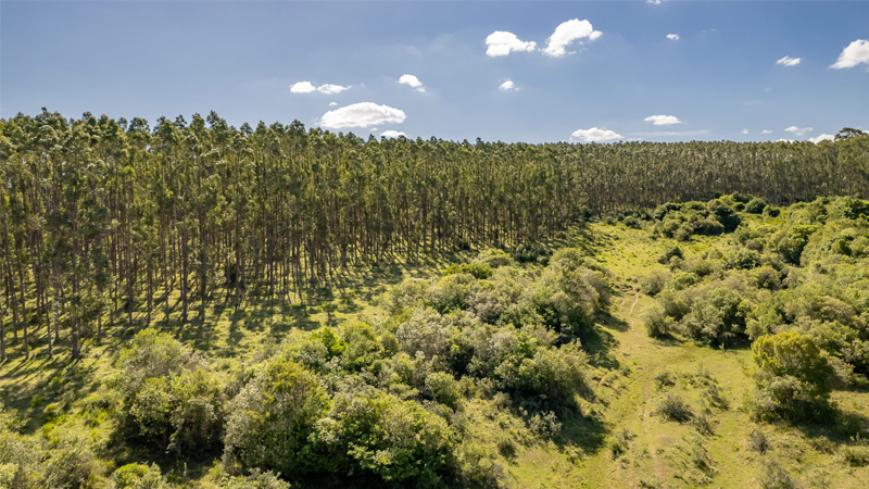 Desenvolvimento do setor florestal no Uruguai: situação atual e desafios