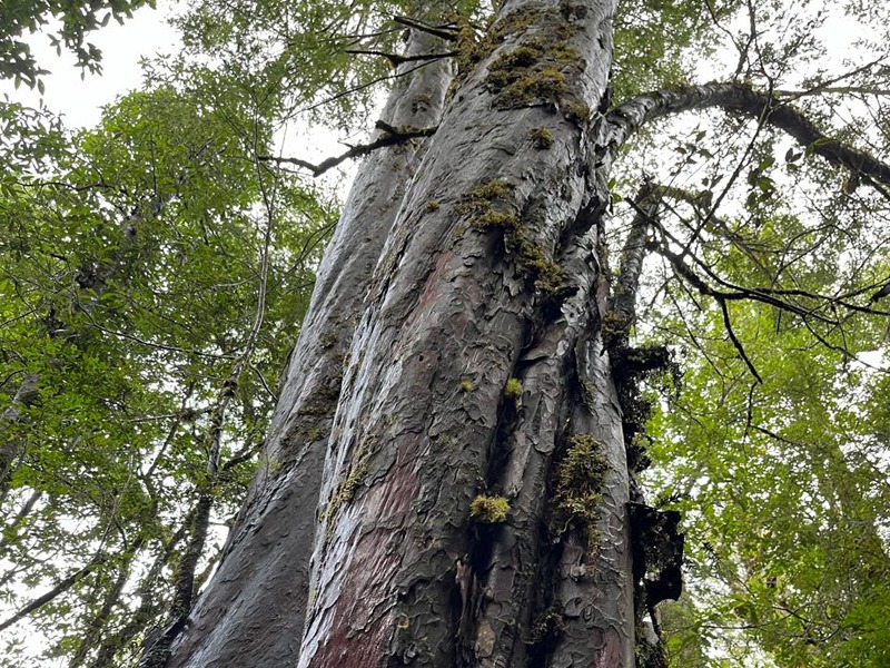 How to Make Native Forests Profitable?