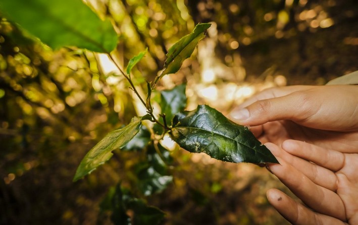 UdeC Calls for Prevention and Care of Flora and Fauna Amid Forest Fires