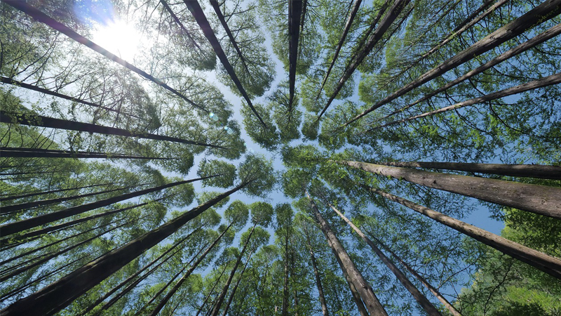 A contribuição da floresta nativa para a economia nacional: uma abordagem KISS para um gigante adormecido