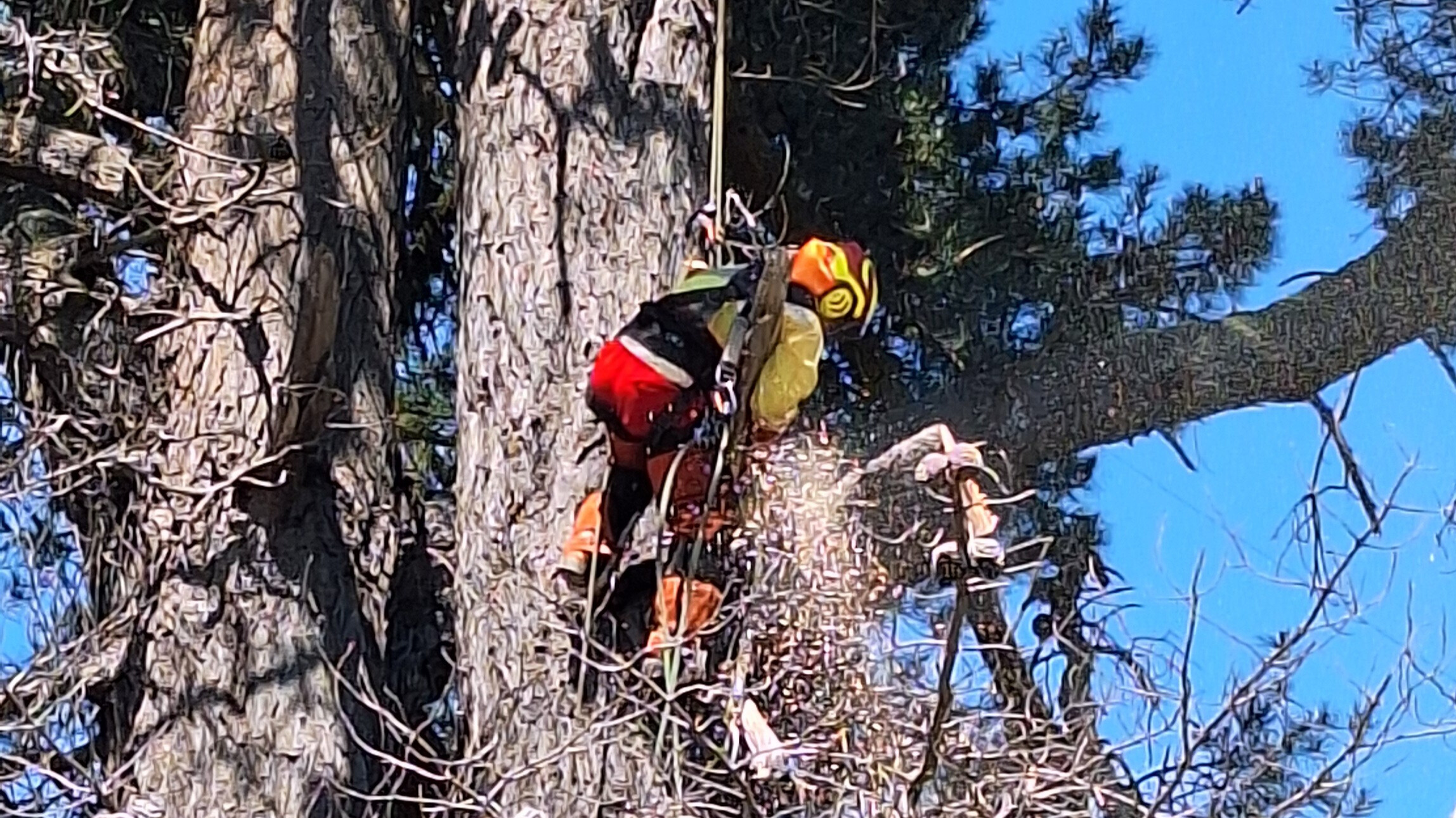 The Art and Risk of Working at Heights in the Forestry Industry
