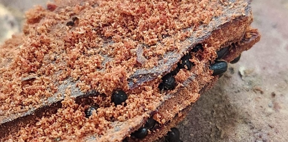 INIA Researchers Develop Semiochemical-Based Bait to Control Aggressive Forest Pest