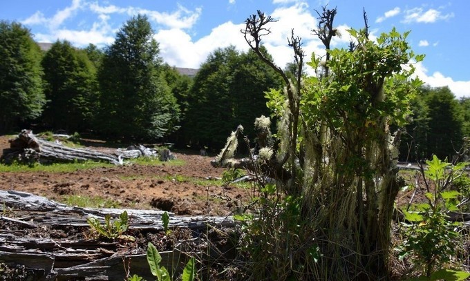 Coyhaique combate la tala ilegal con plan de restauración