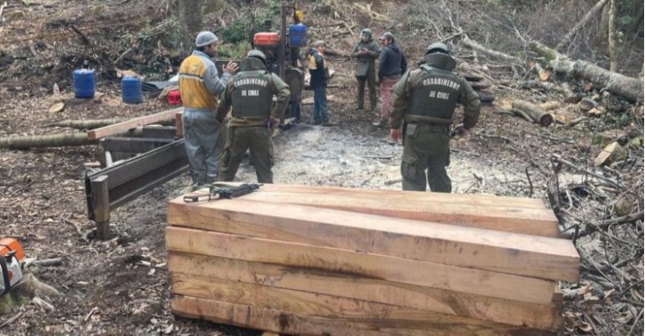Gang Caught Illegally Logging Native Forest in Cunco