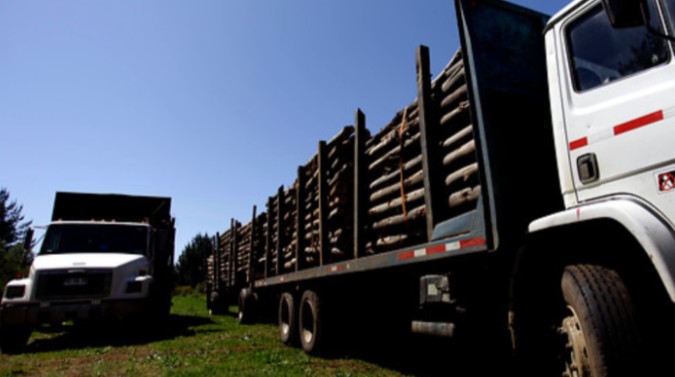 Four individuals arrested for timber theft in forest property located in Lota