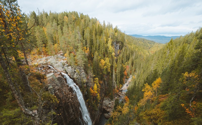 FSC Integrates Geospatial and Satellite Tools to Monitor Forest Health