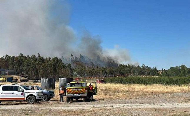 Incendios forestales en Ñuble aumentan 28%, pero superficie afectada cae 62%