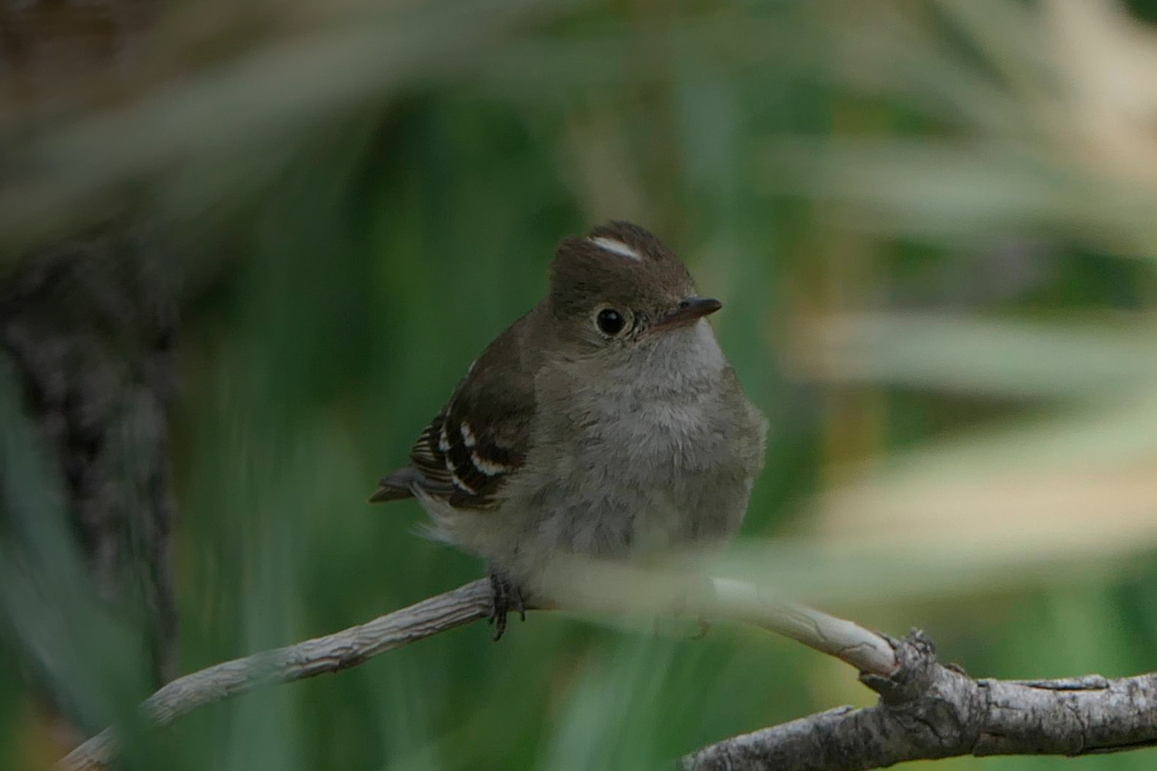 Conservação da fauna silvestre em plantações florestais