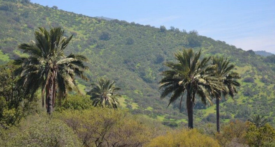 The Evergreen and Lenga Forest Types Dominate Chile's Native Woodlands