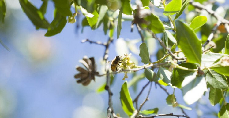 How Chile is Improving the World by Extracting Tons of Quillay Without Harming Forests