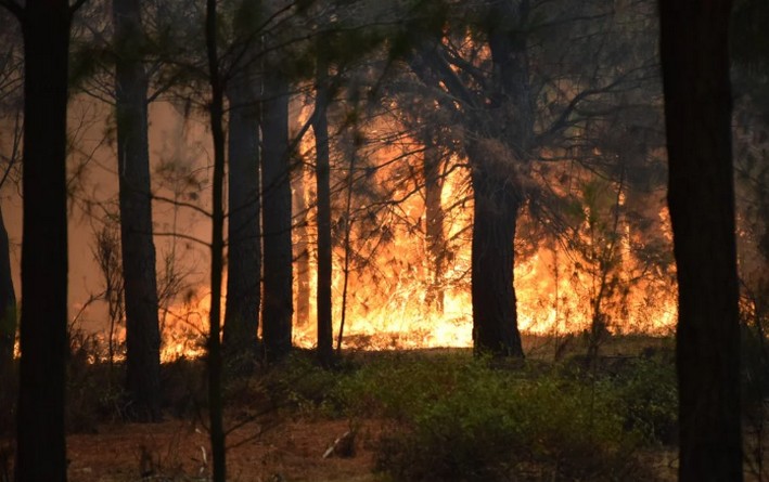Ley de incendios bajo la lupa: “No reduce el delito ni protege a los propietarios”