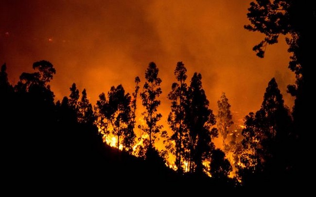 Los incendios forestales son delitos, no desastres naturales