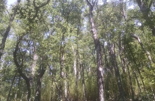 The Disincentive for Managing Native Forests in Chile