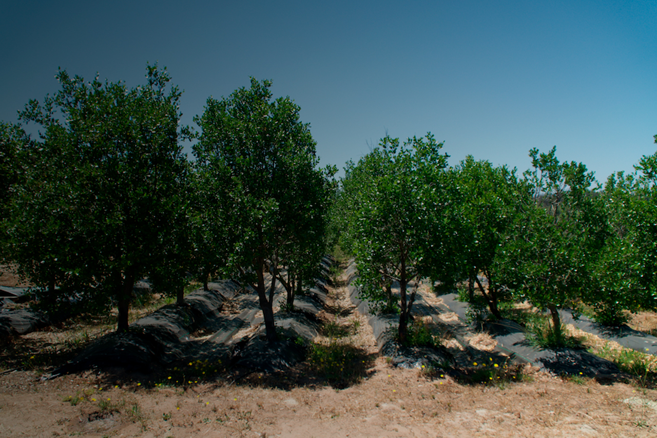 The Emerging Quillay Industry Driven by Research and Development