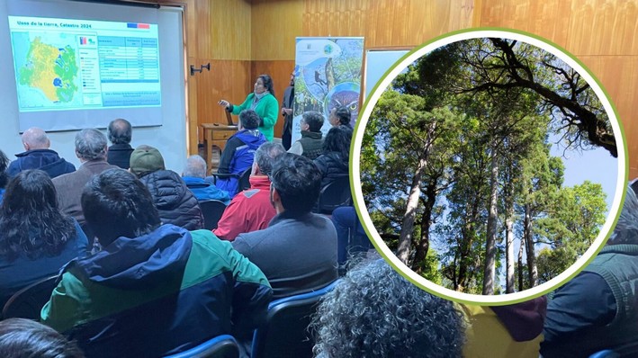 63% of the Los Ríos Region's Surface is Covered by Forest Ecosystems