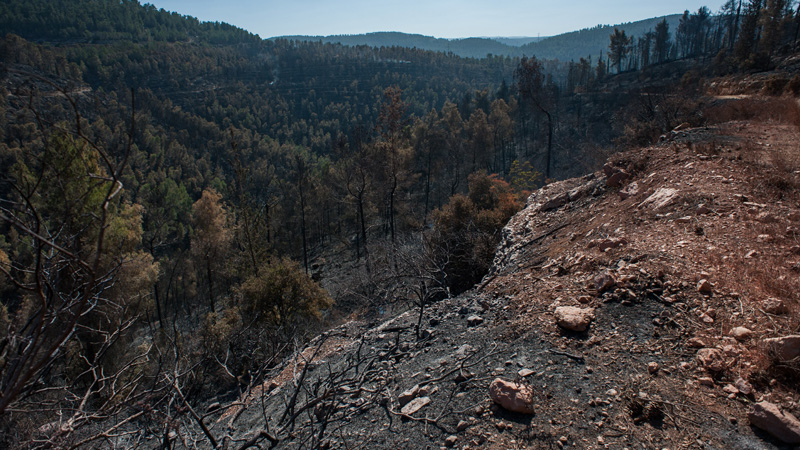 Disappearance of Forests in Chile: A Brief Journey Through Time