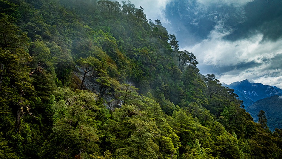 Chile is the first country in South America to commit to Zero Deforestation for sustainable forest management