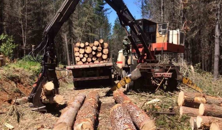 Fewer Crimes and Employment Issues: The Economic Impact Following the Decline in Timber Theft