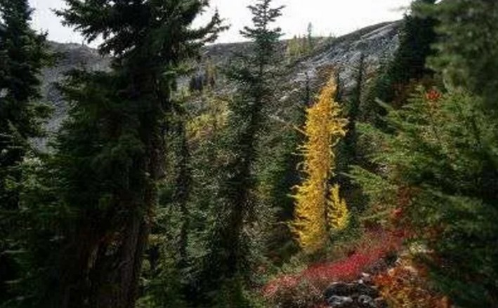 Uchile Research Reveals Human Action Accelerates Climate Change Impact on Southern Forests