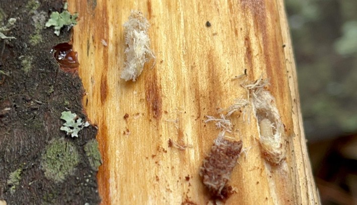 Quarantine in Laja: SAG Takes Action Against Weevil Infestation