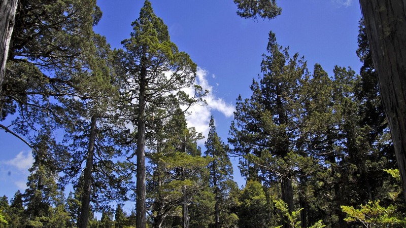 CONAF and U.Santo Tomás Explore Scientific Alliance to Strengthen Alerce Restoration