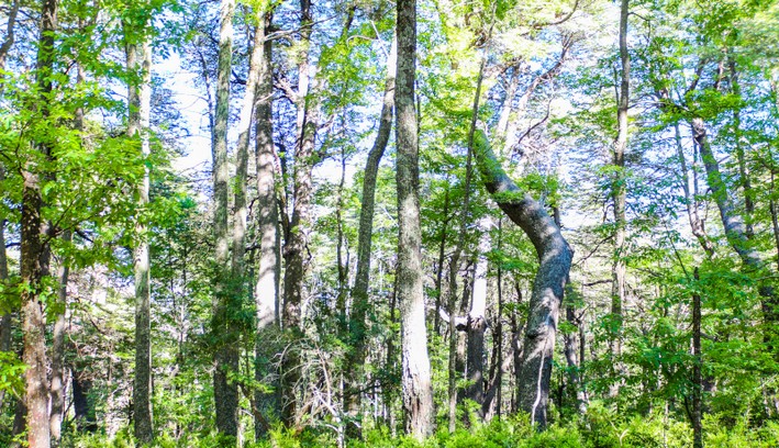 Quase um quarto do território do Biobío possui floresta nativa