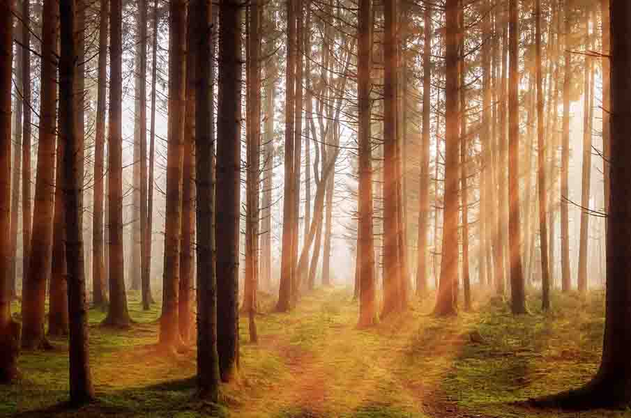 Chilean Forestry Sector: In Search of a New Sustainable Vision