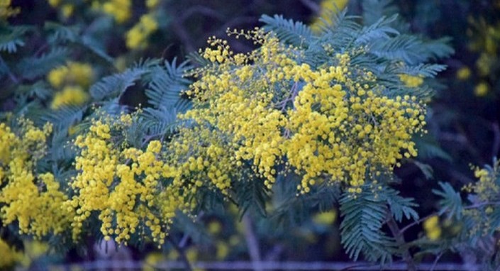 Doctor of Science explains why black locust trees should be eradicated: "They are invasive and highly competitive"