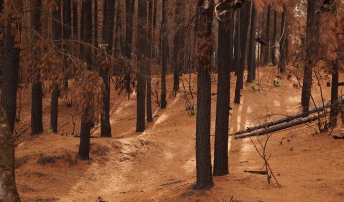 Investigadora FAUG – UdeC advierte que suelos quemados repelerán las lluvias provocando eventuales aluviones