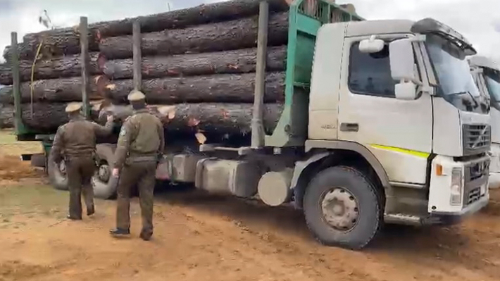 Detido em Cañete acusado de furto de madeira: Teria ligações com a RML e é irmão de um investigador da PDI