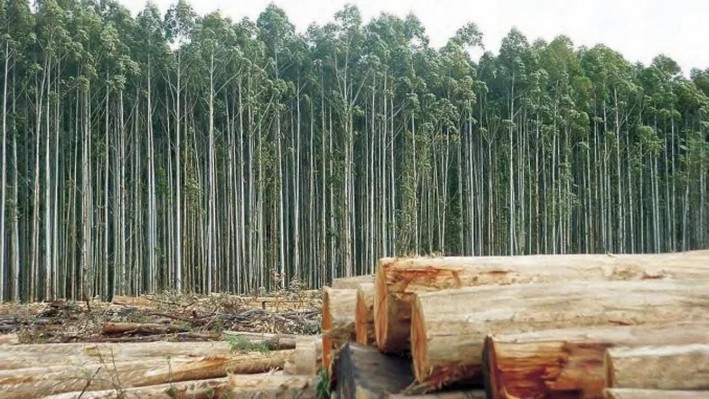 Sector forestal de Uruguay generará en la industria más de 30.000 empleos a partir de 2025
