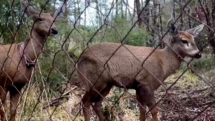 Nearly 40 Huemuls Lead the Repopulation of Their Species in the Mountainous Area of Los Ríos