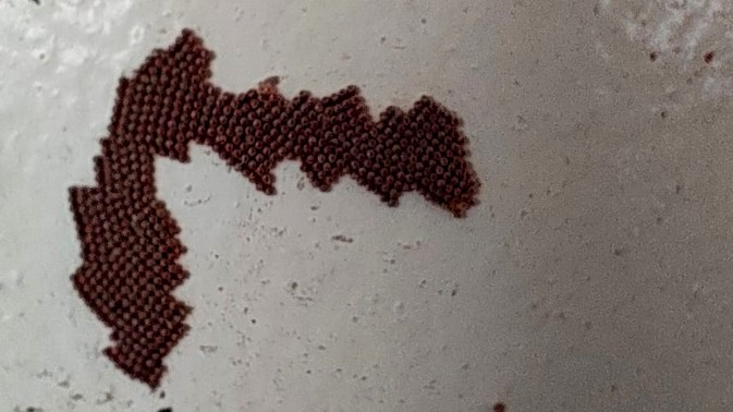 Phytosanitary Alert: Forest Pest Intercepted at Port of Talcahuano