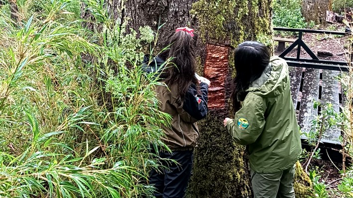 CONAF Files Complaint for Damage to "Grandfather Coihue" with Los Ríos Regional Prosecutor's Office