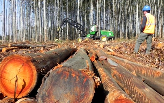 Forestry Sector Deepens Biobío's Export Decline in October 2025