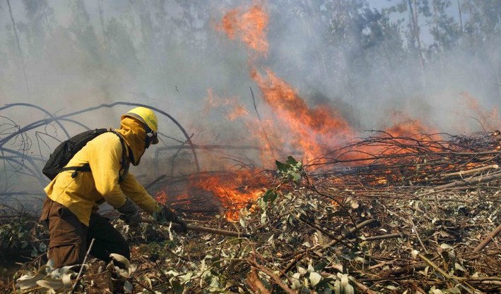 Forest Fires: Biobío to Have 518 Kilometers of Firebreaks and Road Cleaning