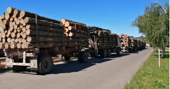 Relatam diminuição do roubo de madeira não apenas na Macrozona Sul
