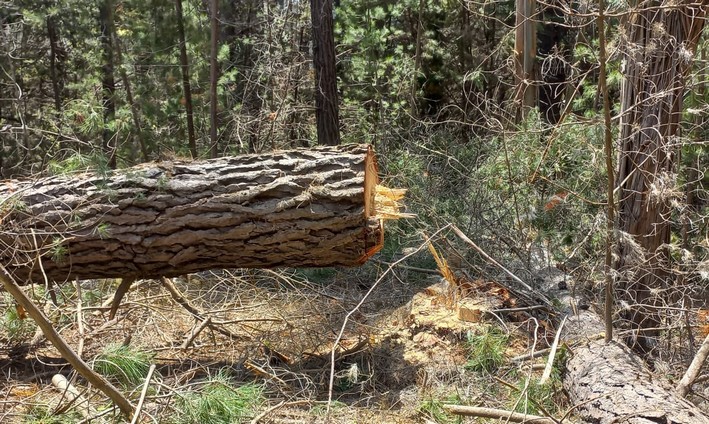 Detienen a cuatro sujetos por robo de madera en Reserva Nacional Lago Peñuelas