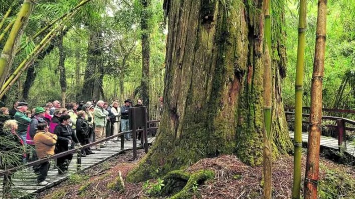 "Grandfather Alerce," the 2,600-Year-Old Giant Guarding the Secrets of the Patagonian Forest, Born Before America