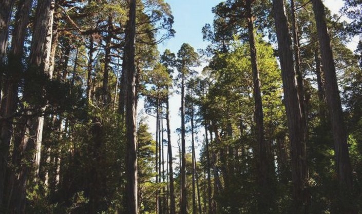 The Native Forest is a Partner, Not a Resource