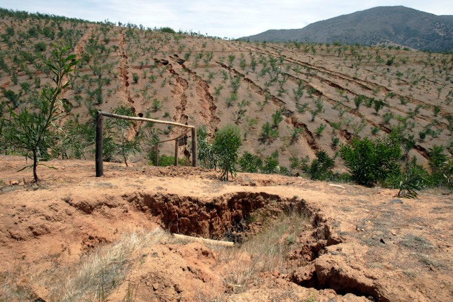 The Absent Yet Necessary Afforestation Policy