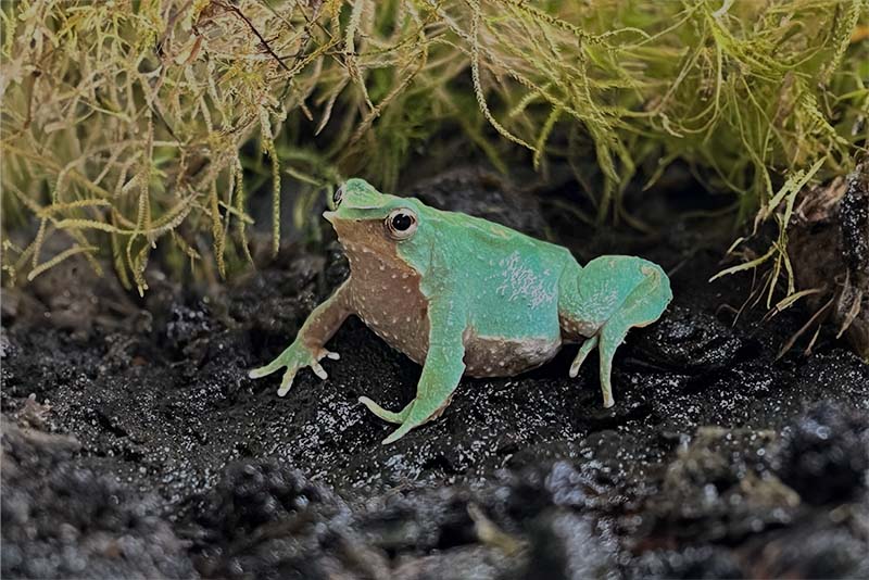 At the UdeC Reproduction Center, They Attempt to Save Darwin's Frog from Extinction