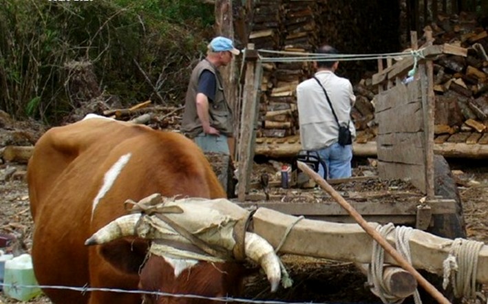 Ñuble and Aysén Lead Conditions for Implementing the Solid Biofuels Law