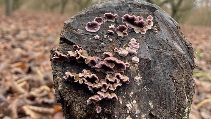 New project aims to combat fungal diseases in European hazelnut in south-central Chile