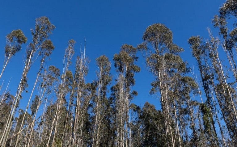 Pesquisa da UdeC busca selecionar eucaliptos resistentes à seca